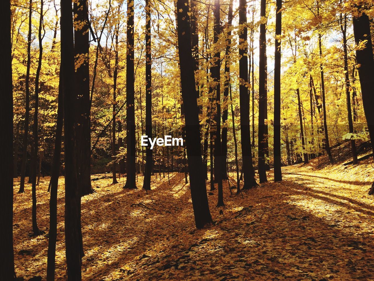 Trees in forest during autumn