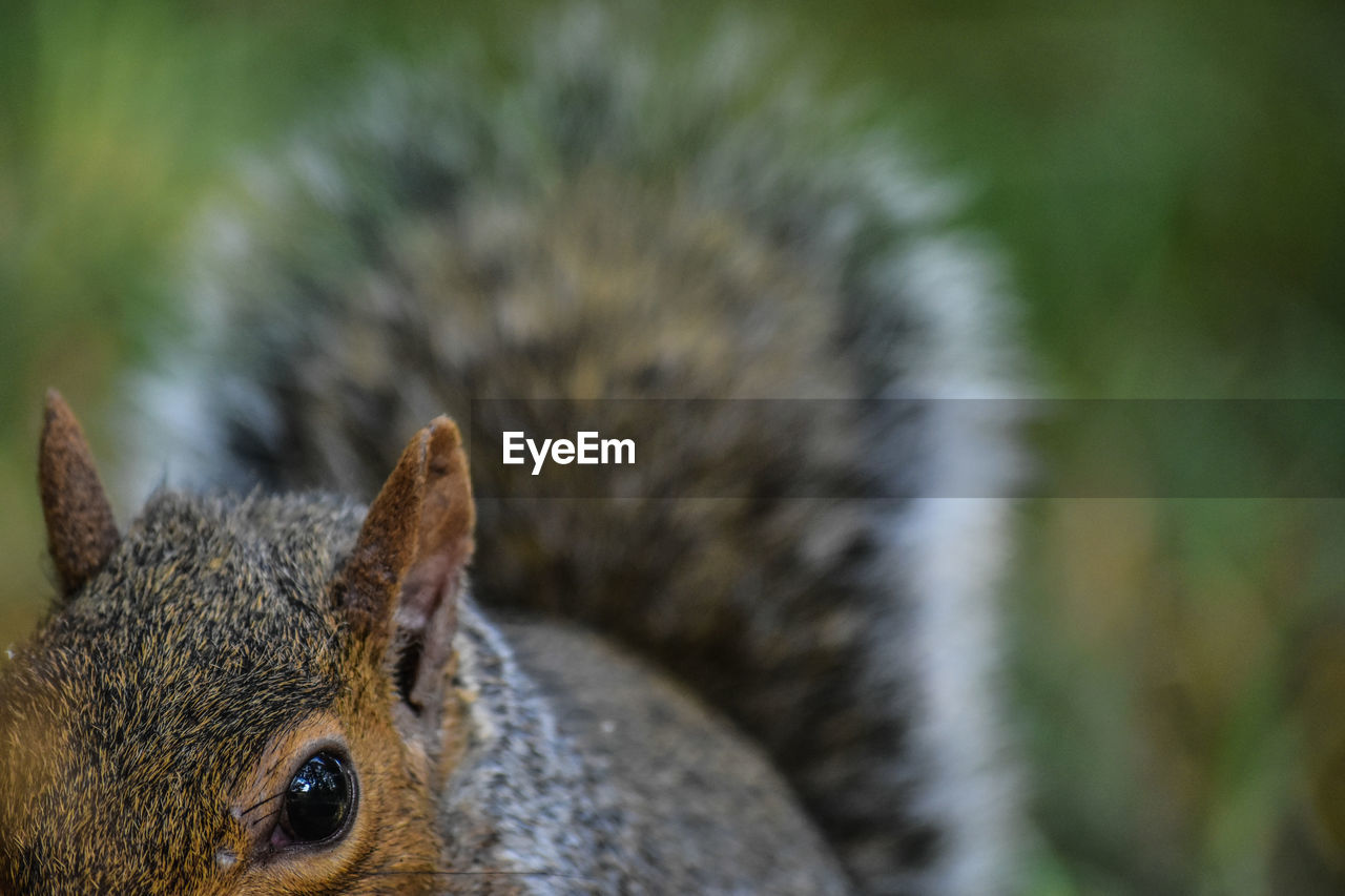 Close-up portrait of squirrel