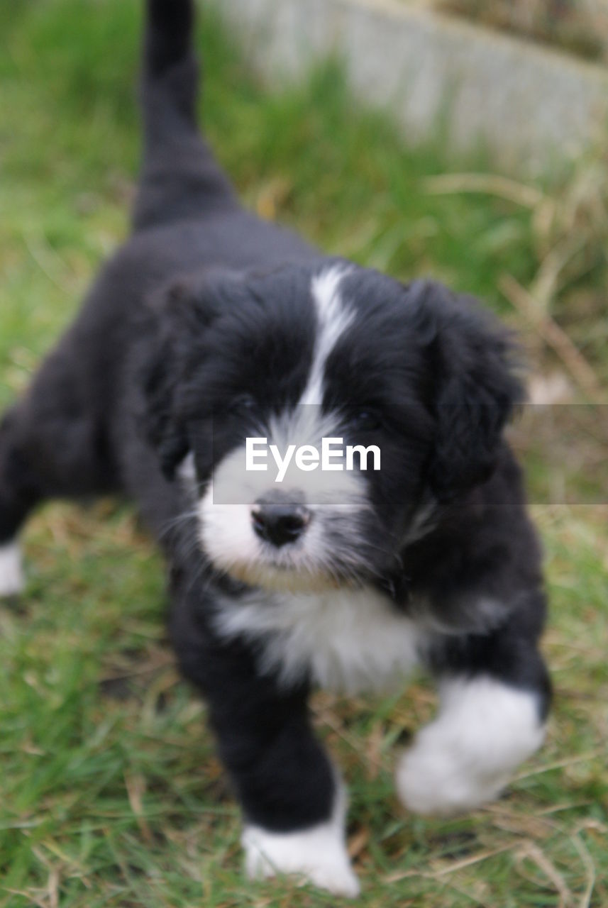 Close-up portrait of a dog