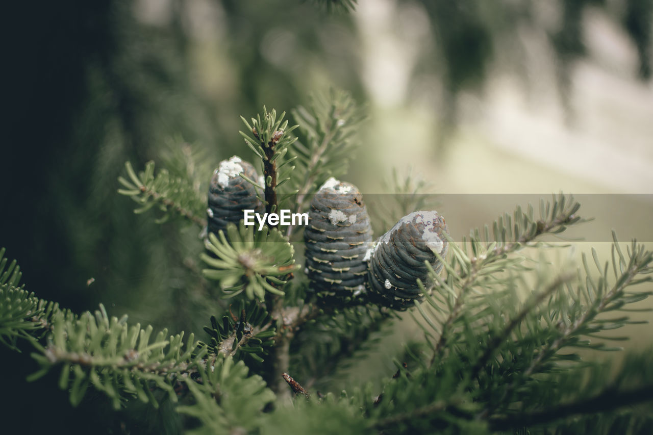 Close-up of pine cones