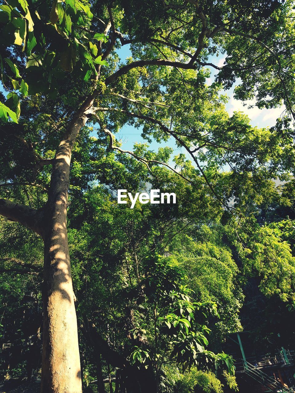 LOW ANGLE VIEW OF TREE AGAINST SKY