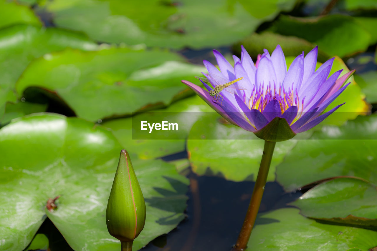 Close-up of purple water lily in lake