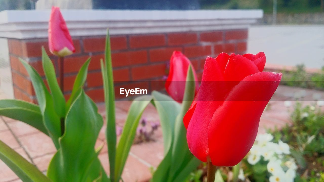 CLOSE-UP OF RED FLOWERS