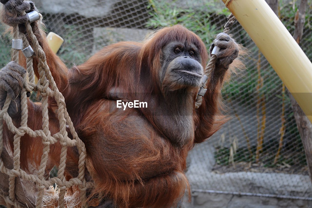 Orangutan in zoo