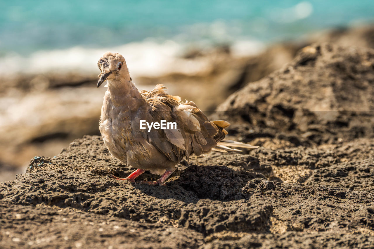 Mourning dove perching on rock at shore