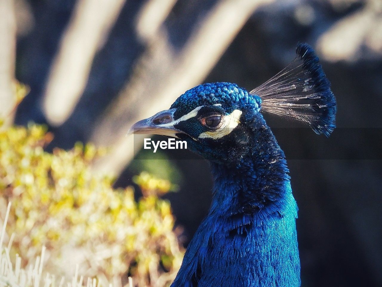 animal themes, animal, bird, animal wildlife, one animal, blue, peacock, wildlife, nature, beak, close-up, animal body part, feather, no people, beauty in nature, animal head, outdoors, multi colored, peacock feather, portrait, focus on foreground, day