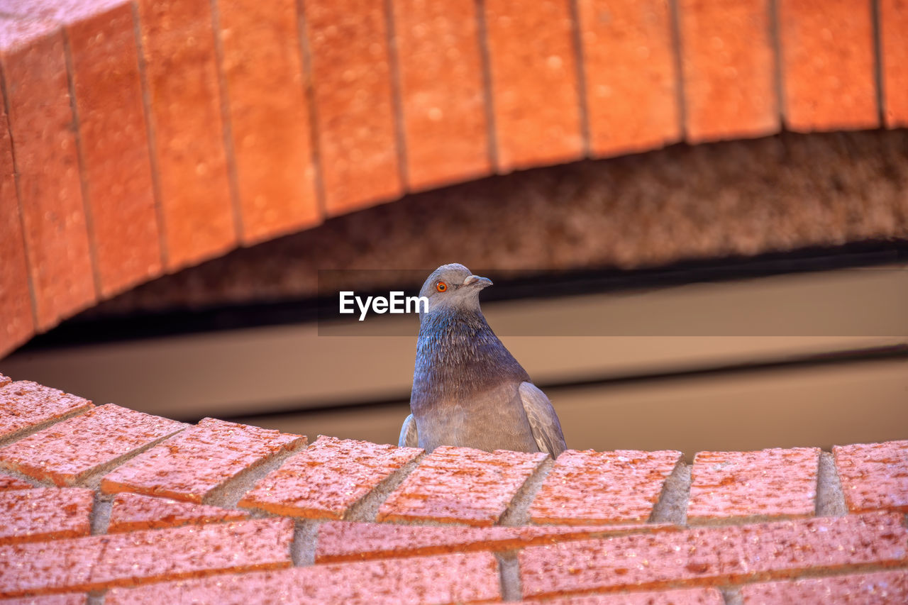 LOW ANGLE VIEW OF BIRD ON ROOF