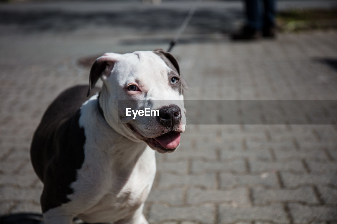 CLOSE-UP PORTRAIT OF A DOG