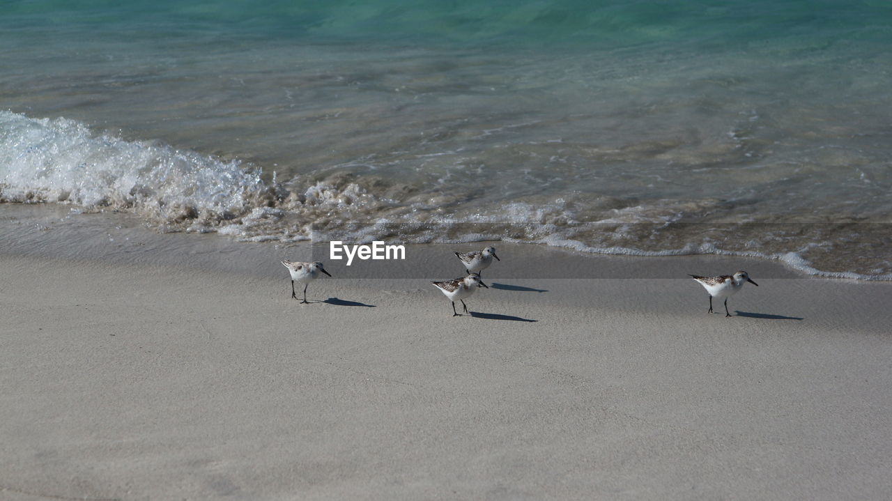 Sanderlings on the shore