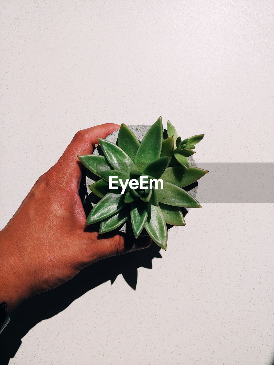 Cropped hand of man holding potted plant against white background