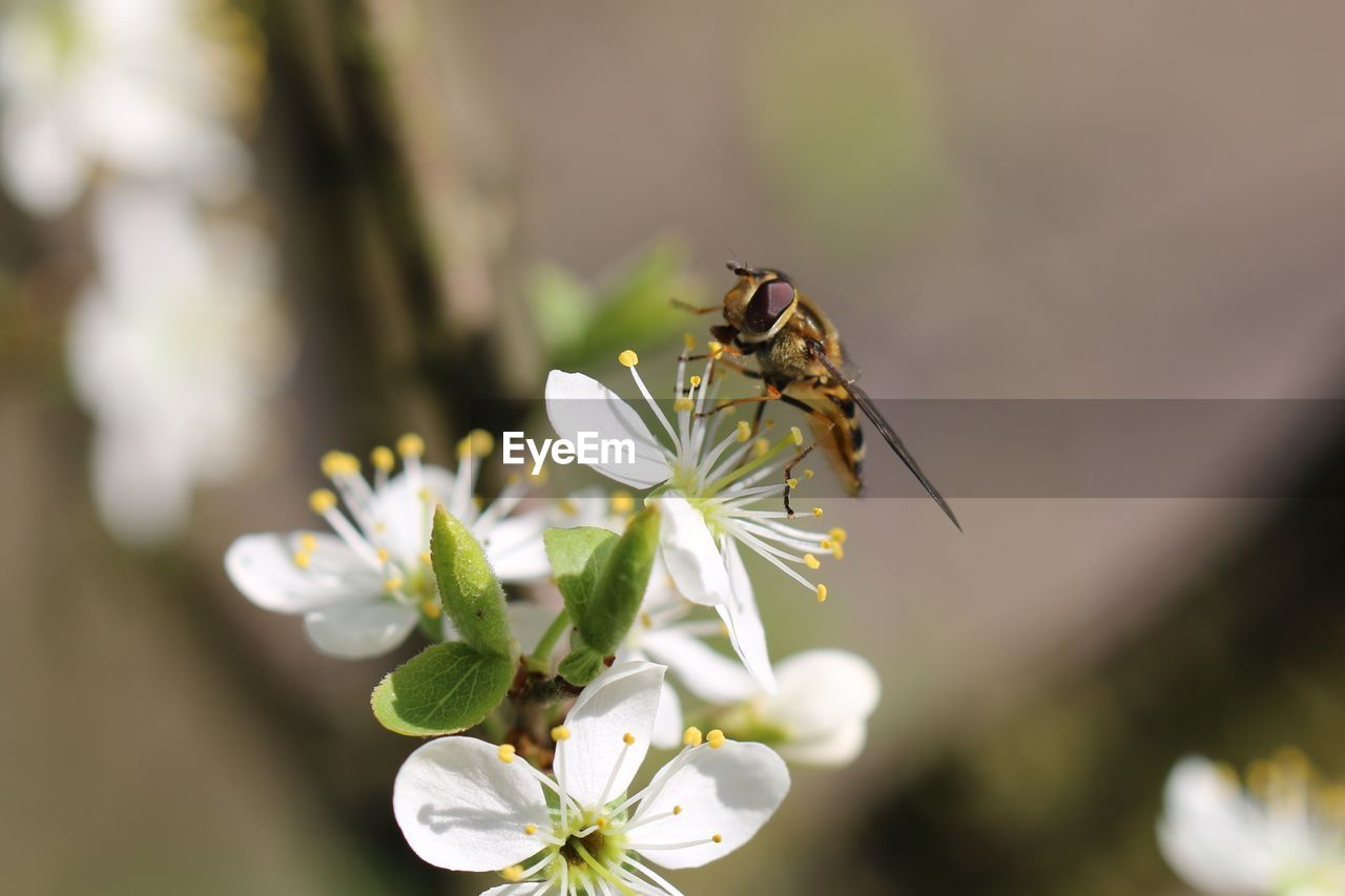 Close-up of insect on white flowers