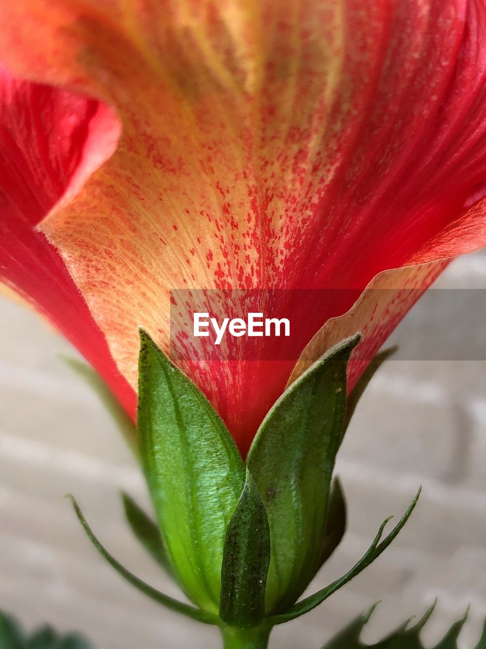 CLOSE-UP OF RED ROSE