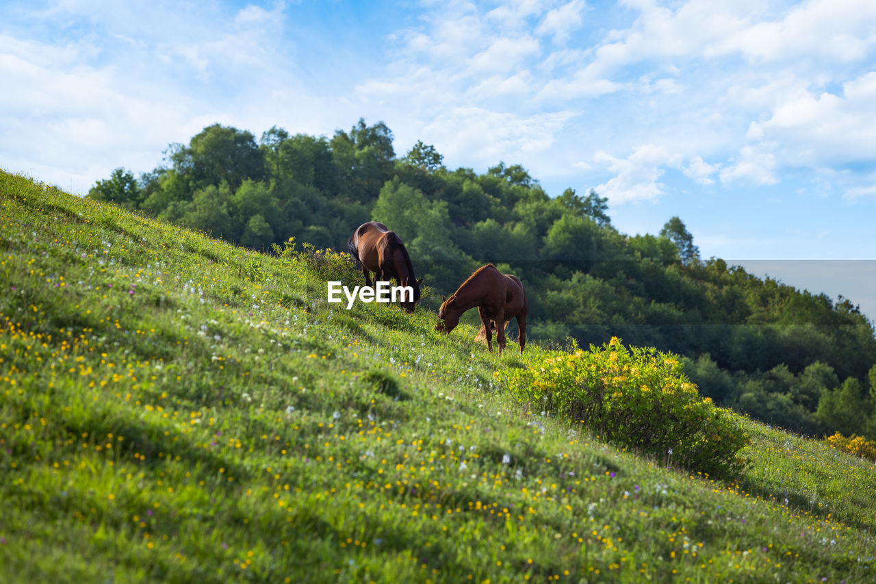 Horses graze on a green beautiful meadow in the mountains
