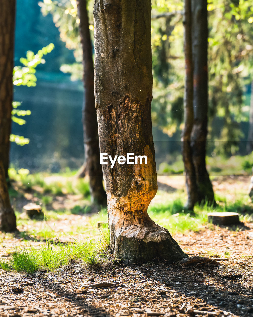 tree trunk