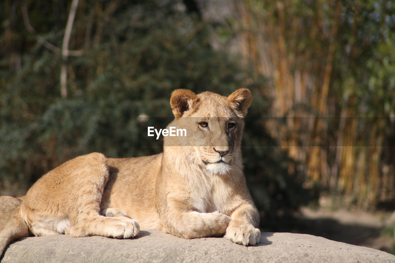 Lioness looking away