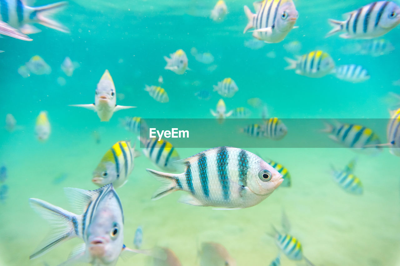 Close-up of fish in aquarium