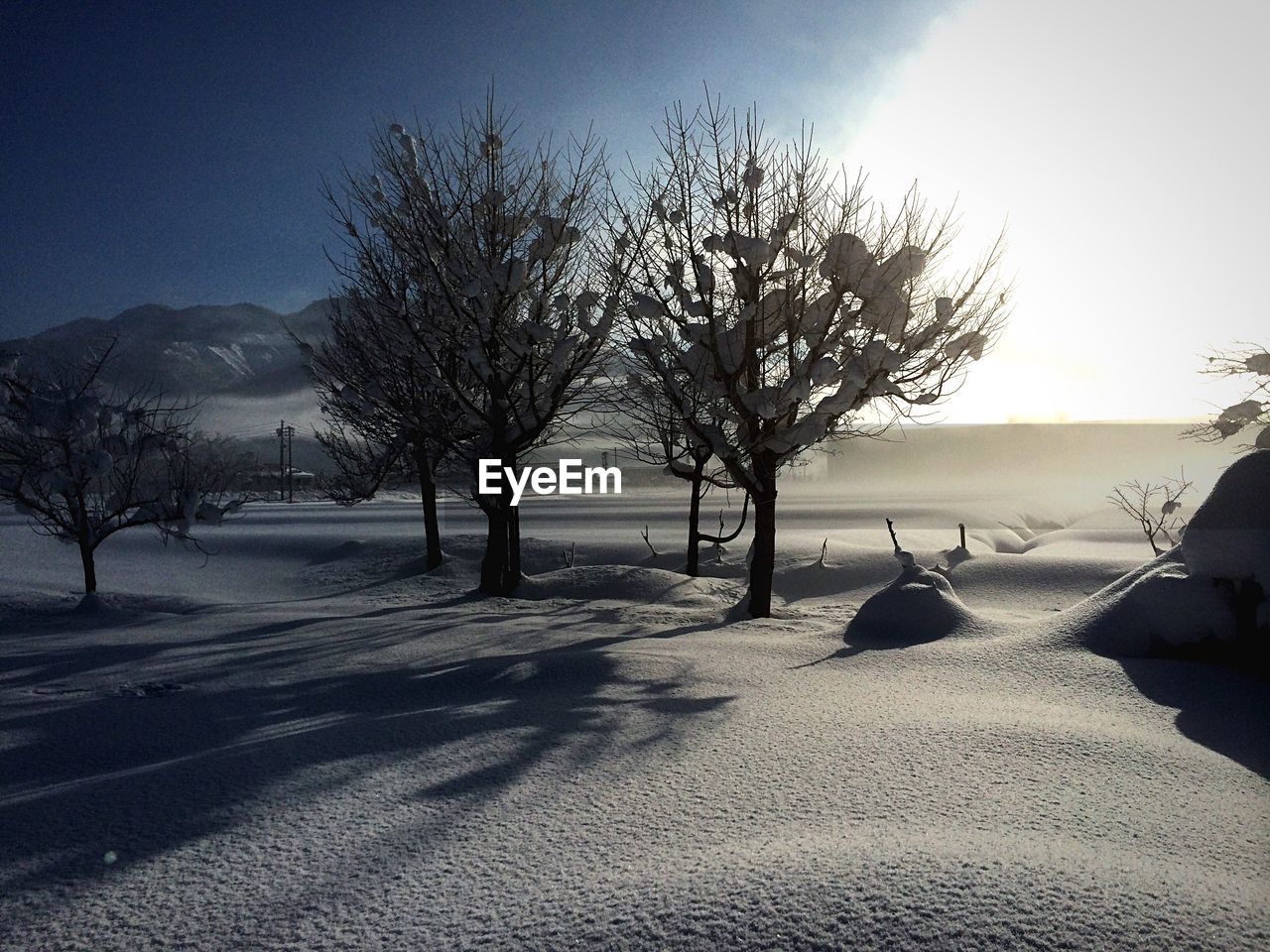 Trees on snow covered field against sky