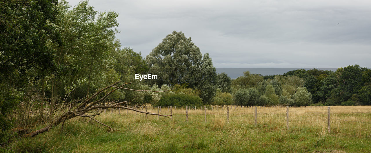 Trees on field against sky