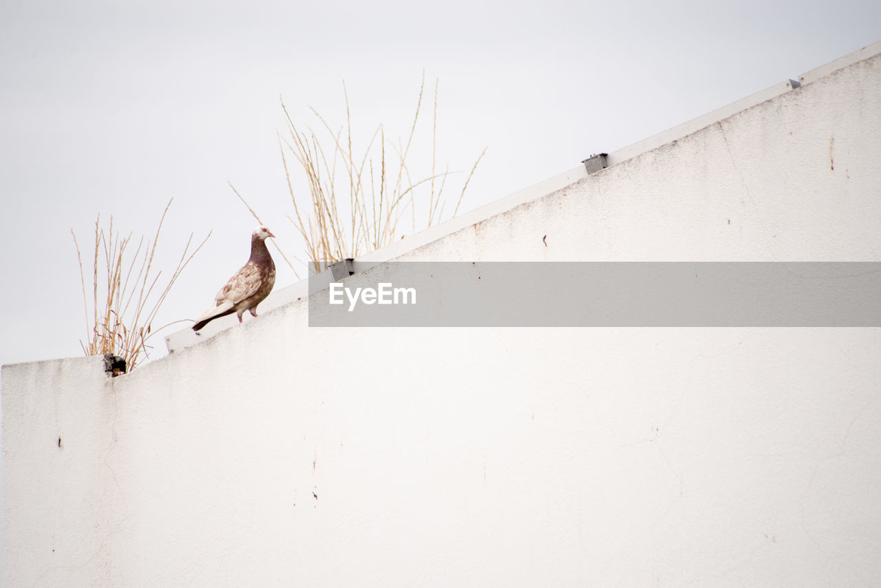 BIRD PERCHING ON SNOW COVERED LANDSCAPE