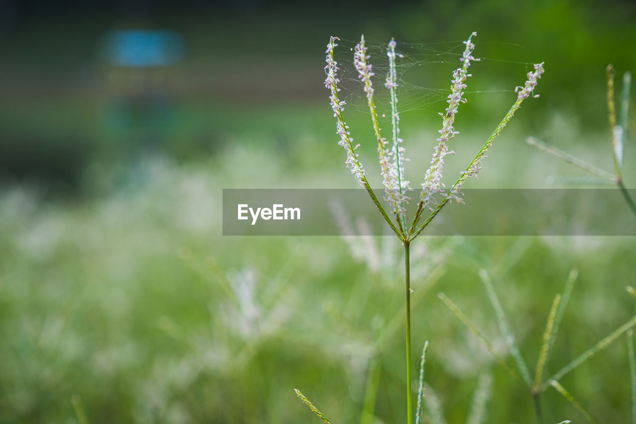 The field of grass flowers, pink flowers, field background, flowers background