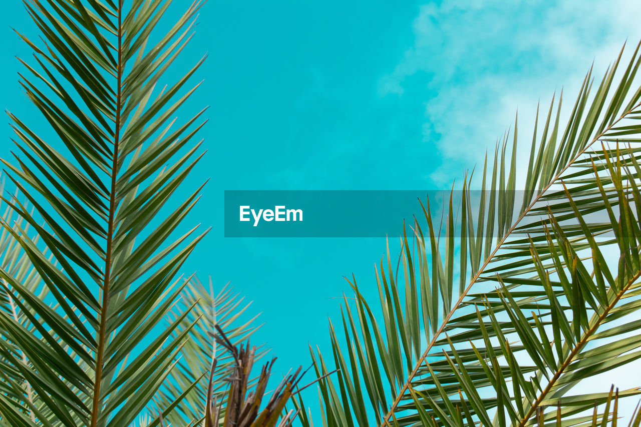 Low angle view of palm trees against blue sky