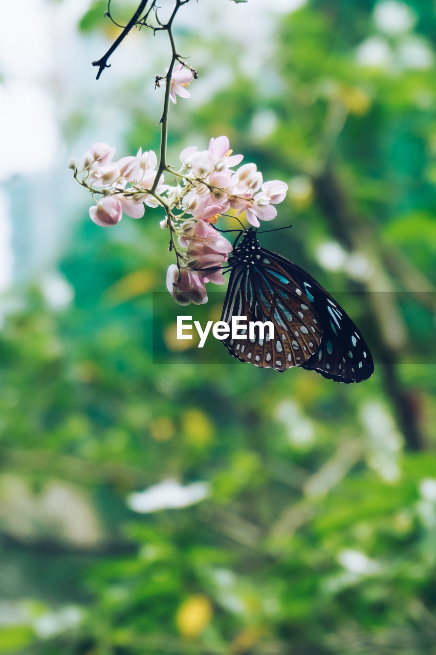 CLOSE-UP OF BUTTERFLY POLLINATING ON PINK FLOWER