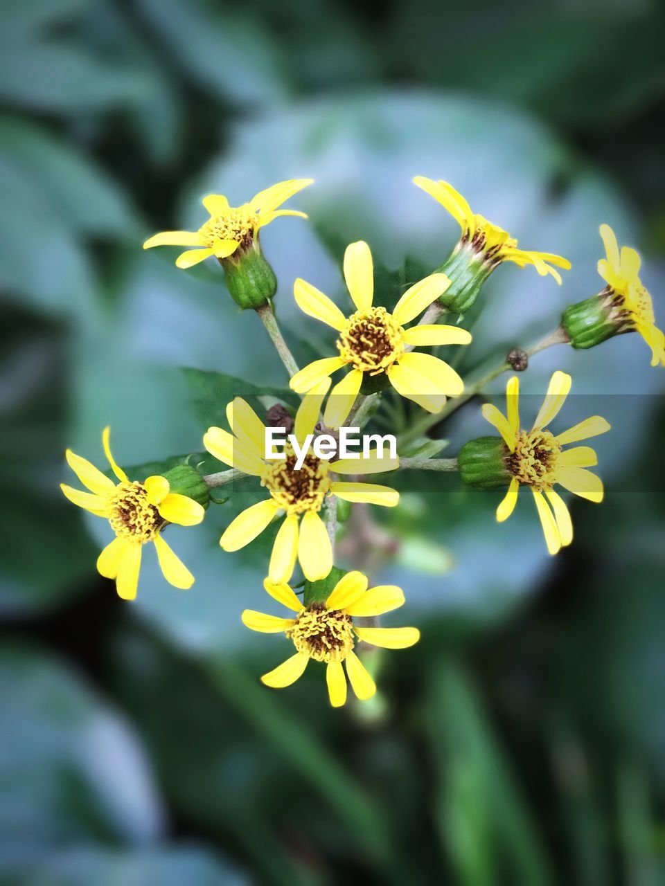 YELLOW FLOWERS BLOOMING OUTDOORS