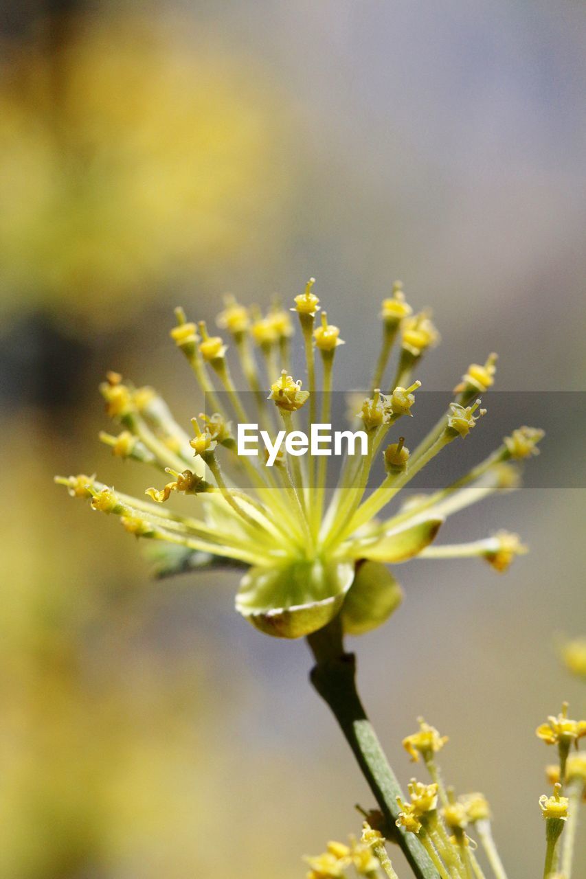 Close-up of yellow flower on sunny day
