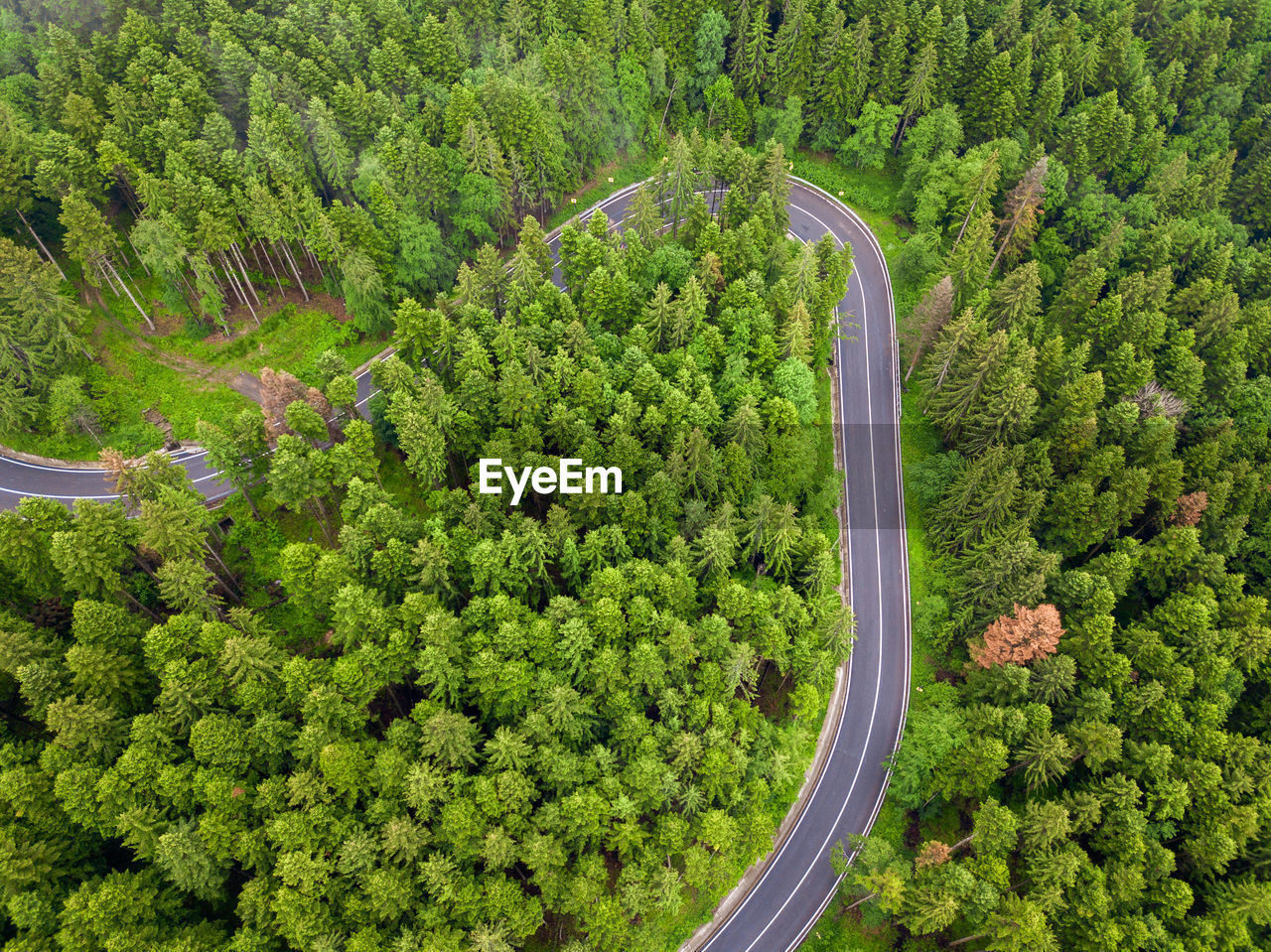 Winding road trough dense pine forest. aerial drone view, top down