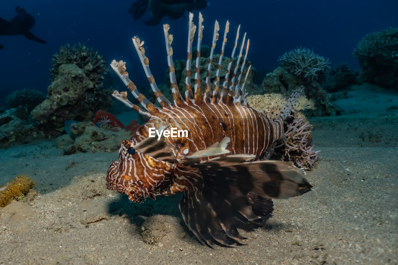 Lion fish in the red sea colorful fish, eilat israel