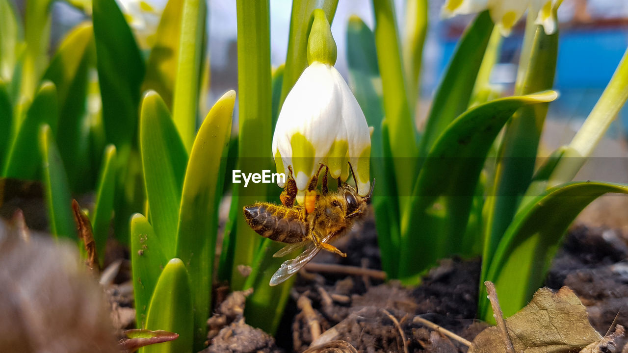 CLOSE-UP OF BUG ON PLANT