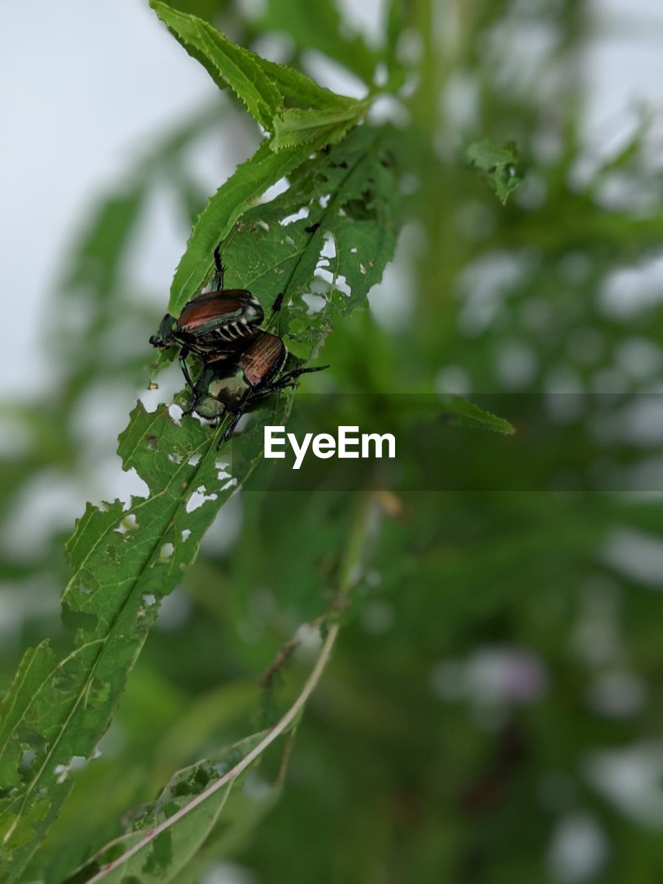 INSECT ON LEAF