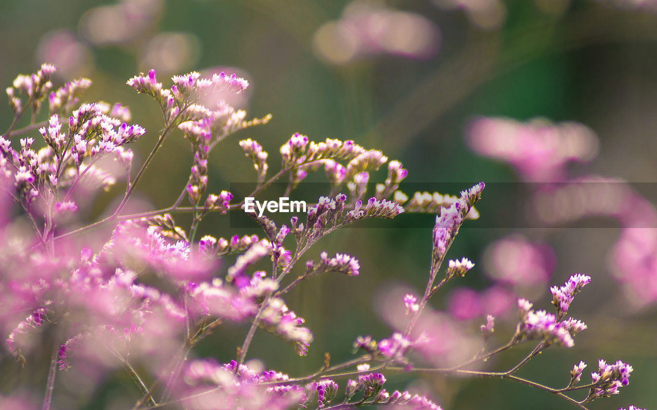 Close-up of fresh pink flowers blooming outdoors