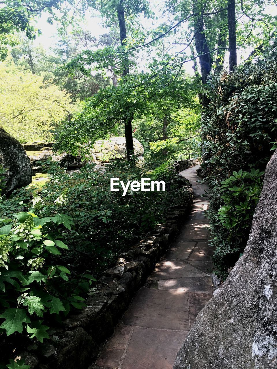 VIEW OF FOOTPATH IN PARK