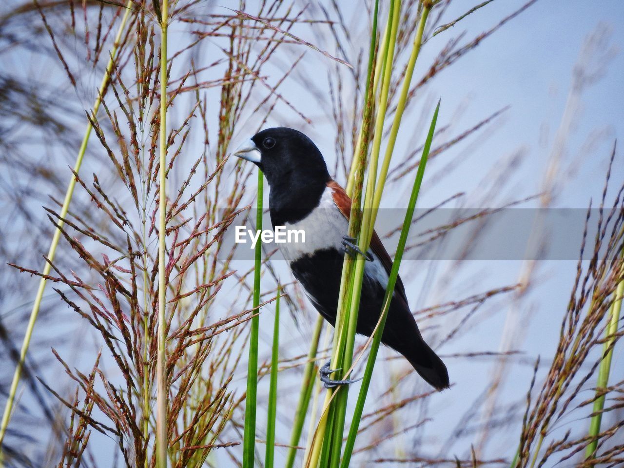 CLOSE-UP OF BIRD PERCHING ON GRASS