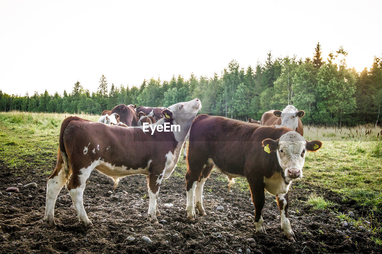 Cows standing on field against clear sky