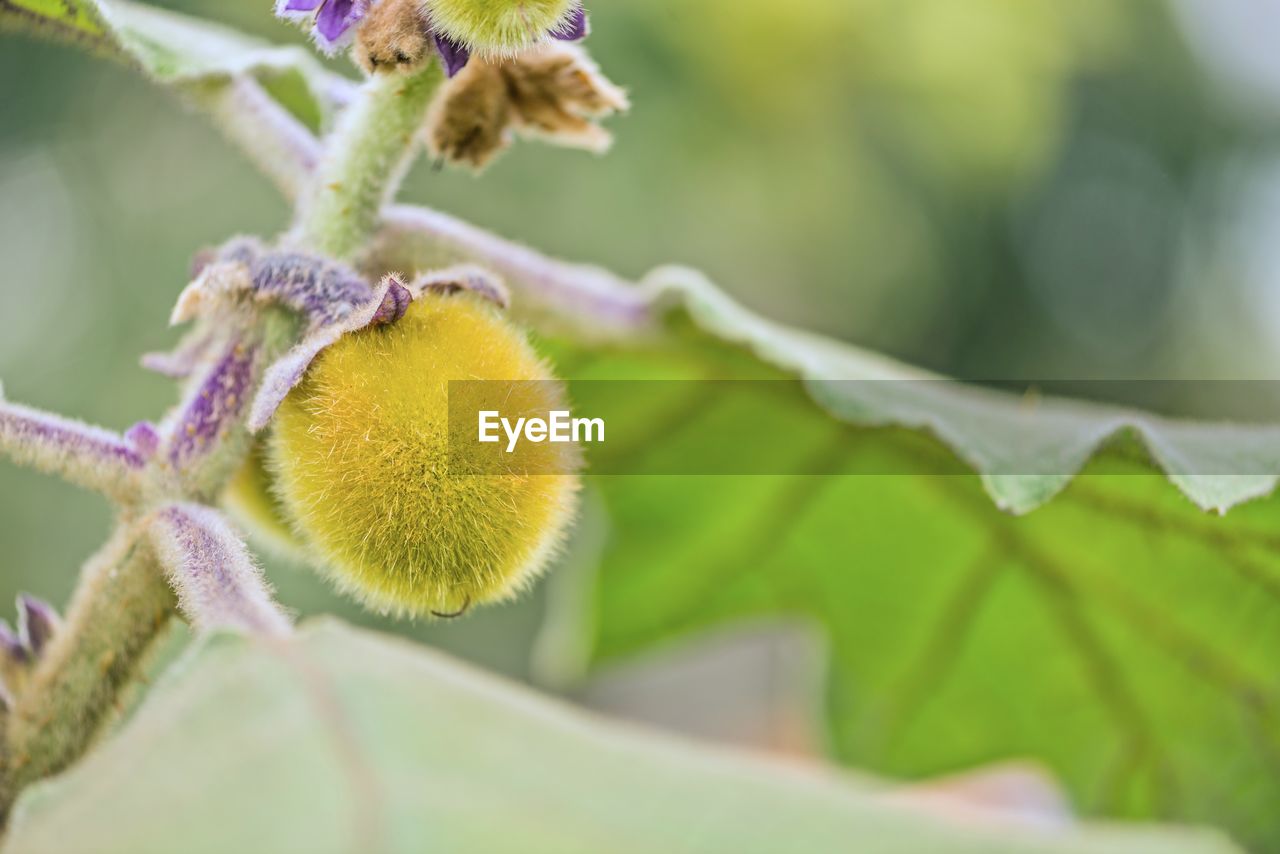 CLOSE-UP OF FRESH FLOWER GROWING OUTDOORS