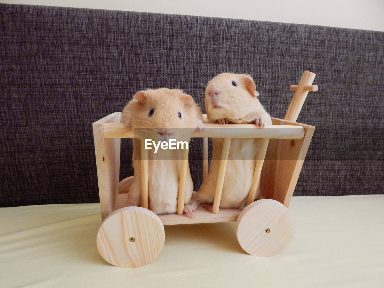Guinea pigs on wooden toy at table
