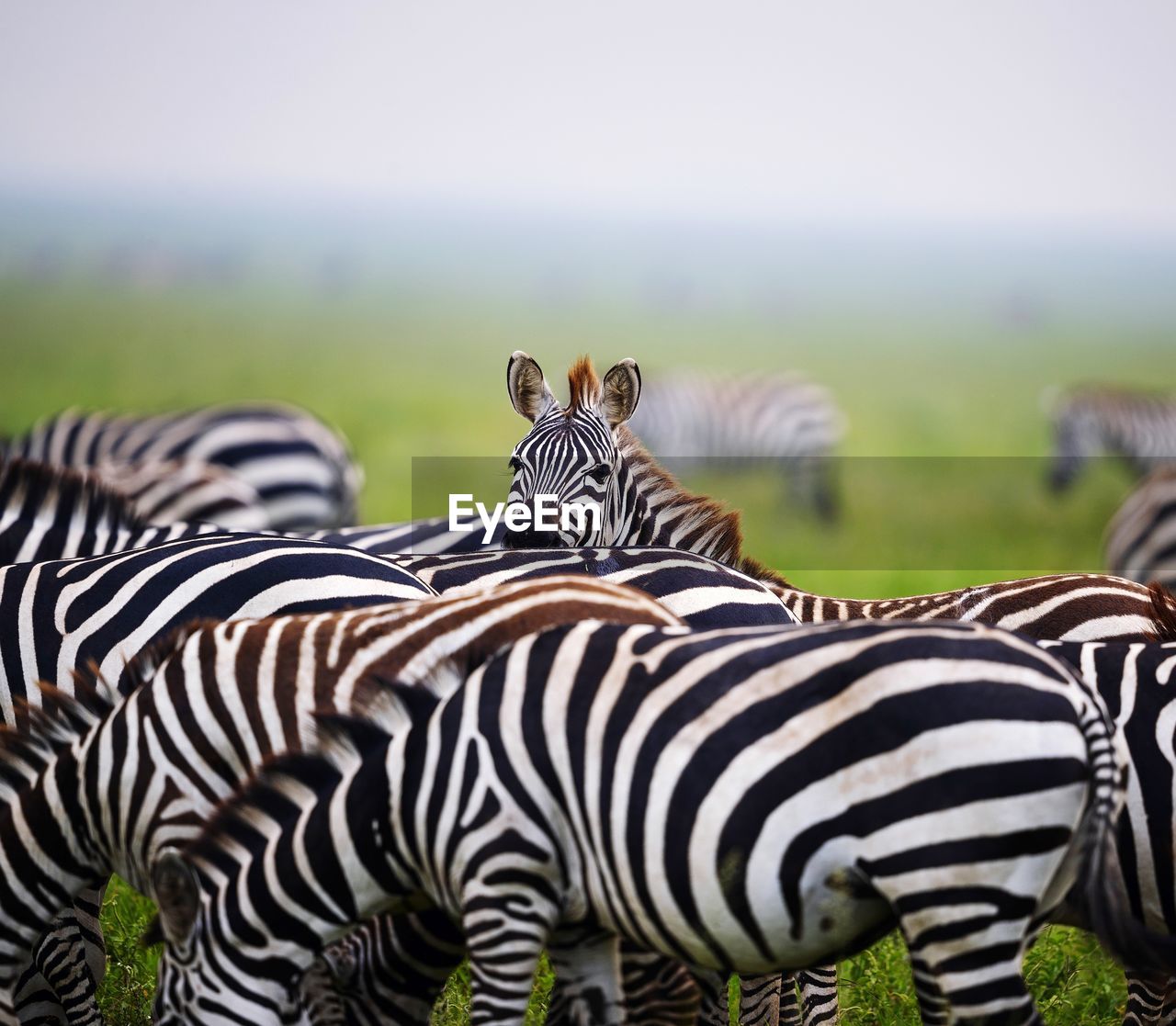 Close-up of zebra