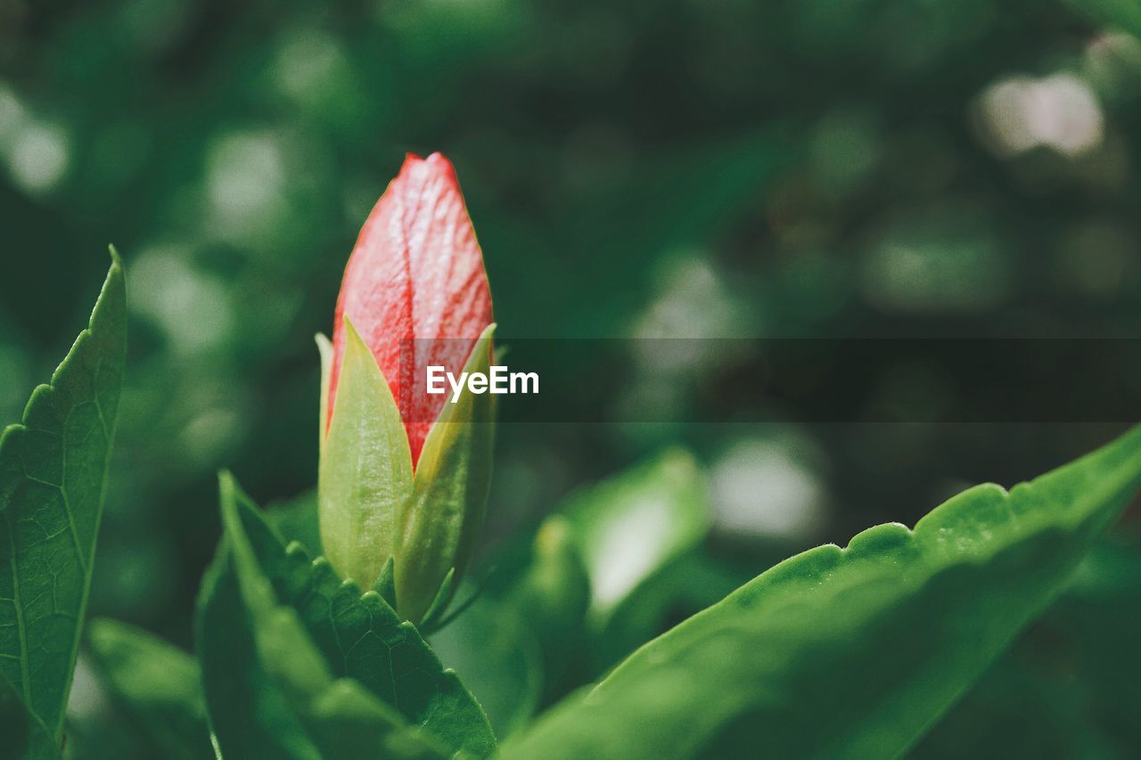 Close-up of red flower bud growing outdoors