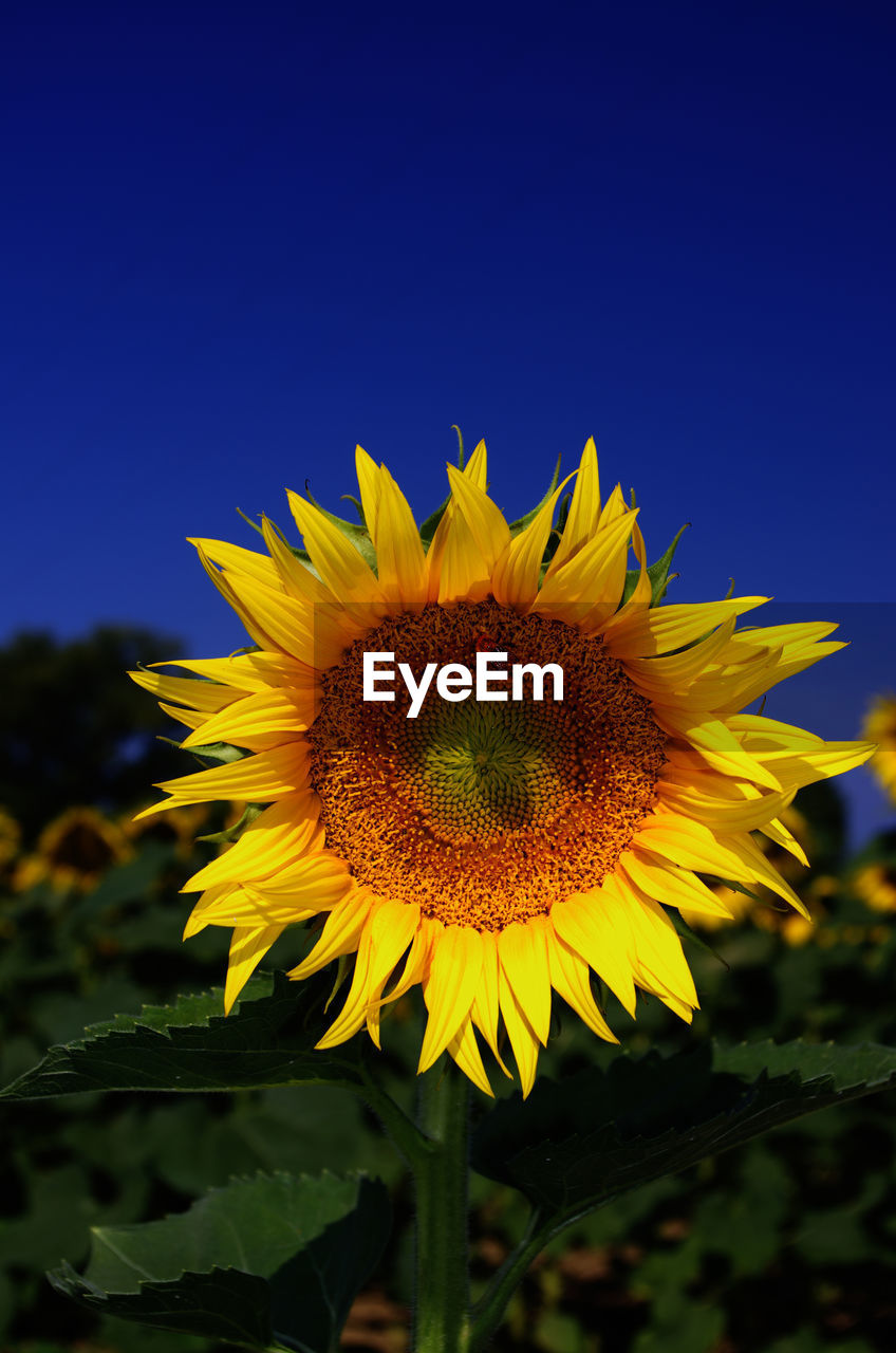 Sunflower blooming against clear blue sky