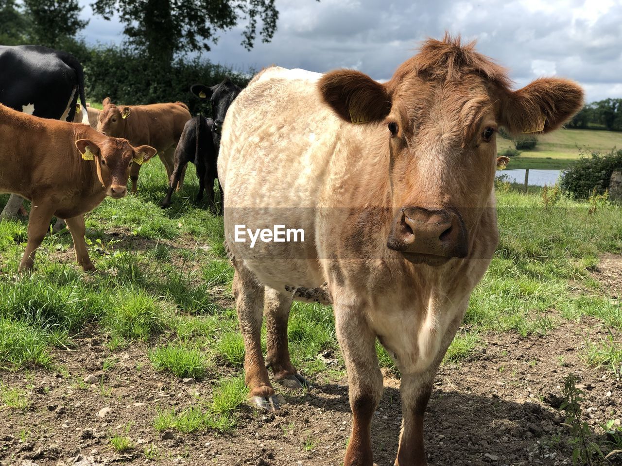 COW STANDING IN FIELD