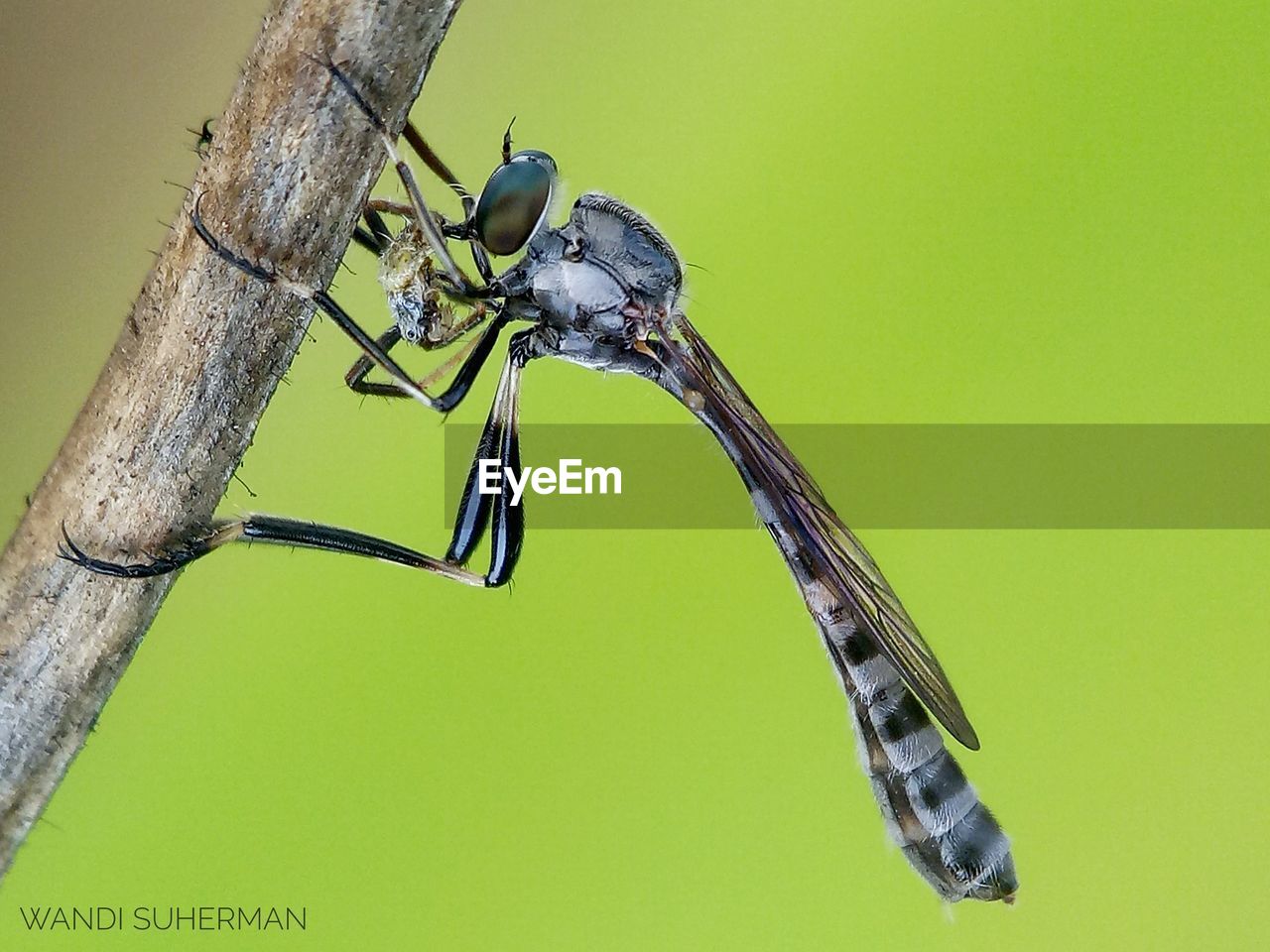 CLOSE-UP OF GRASSHOPPER