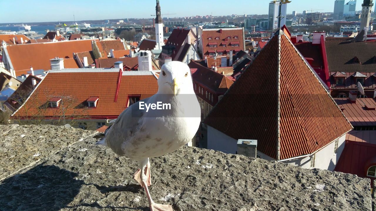 Seagull on retaining wall against cityscape