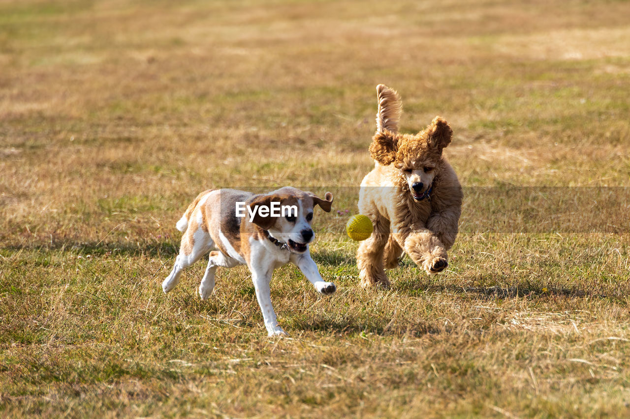 Dogs running on field