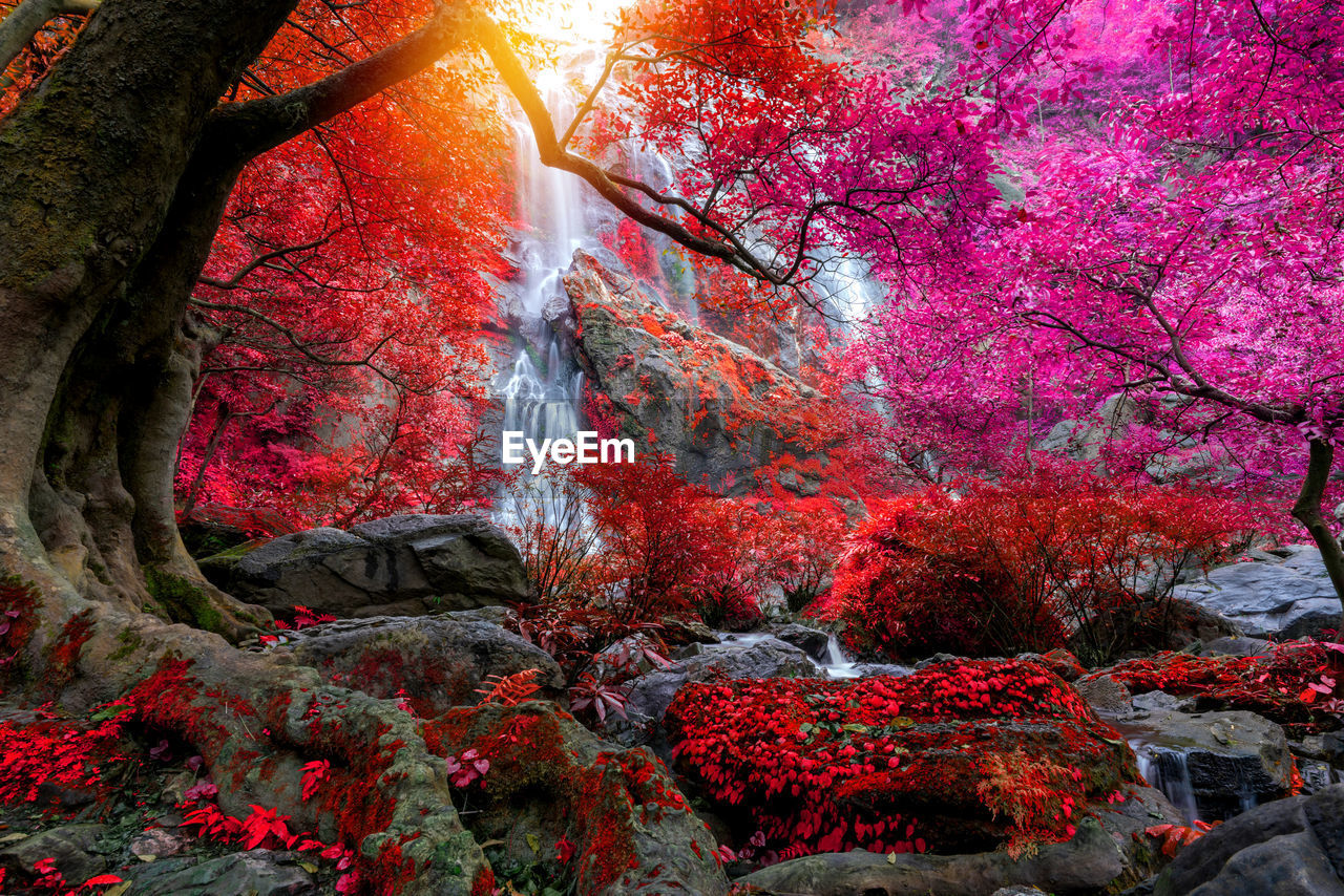 VIEW OF PLANTS GROWING ON ROCK IN FOREST