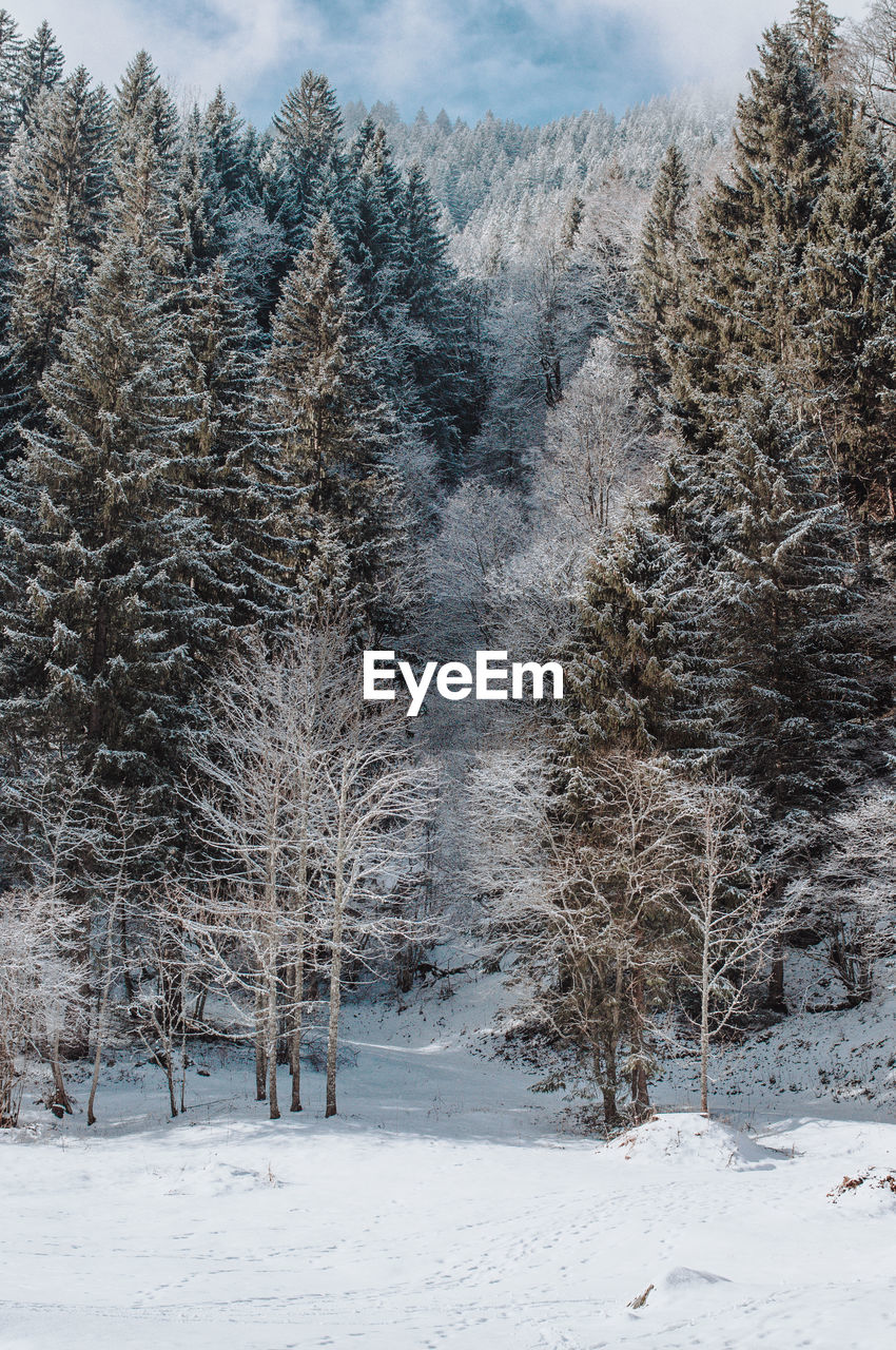 Snowy forest at the bottom of a mountain.