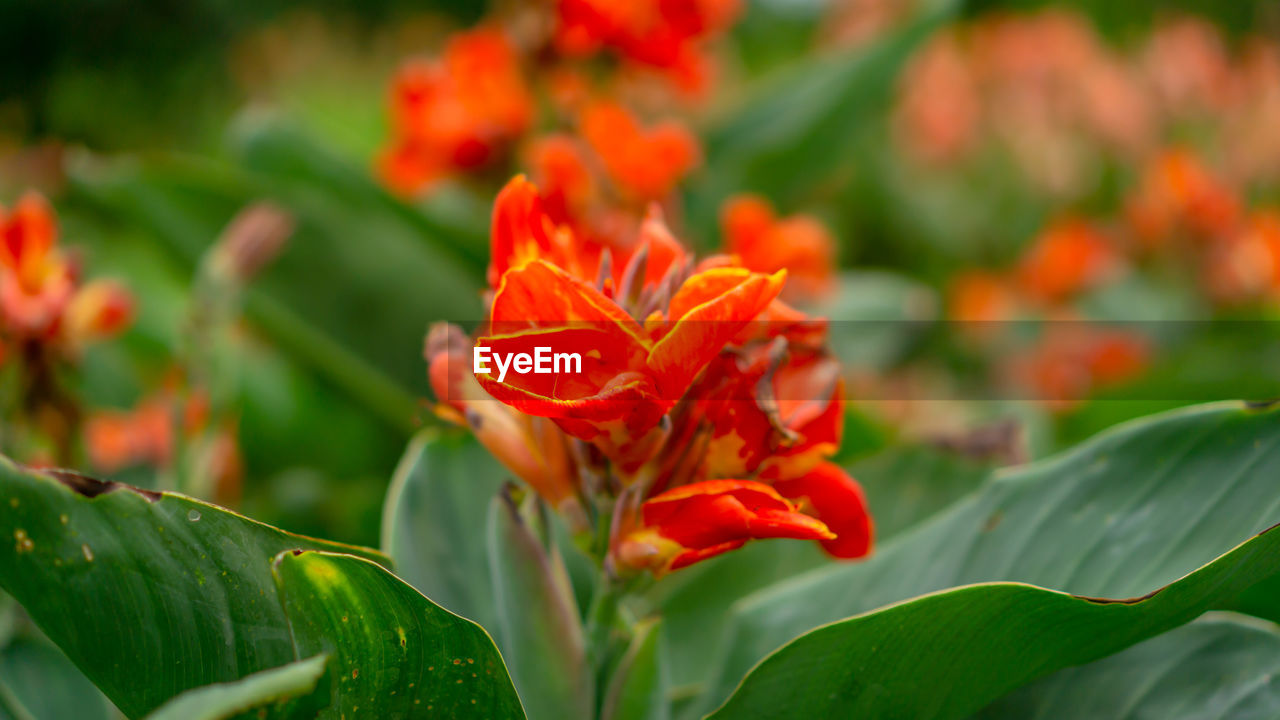 Close-up of orange flowering plant