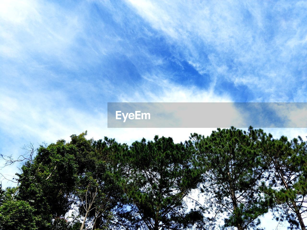 LOW ANGLE VIEW OF TREES AGAINST CLOUDY SKY