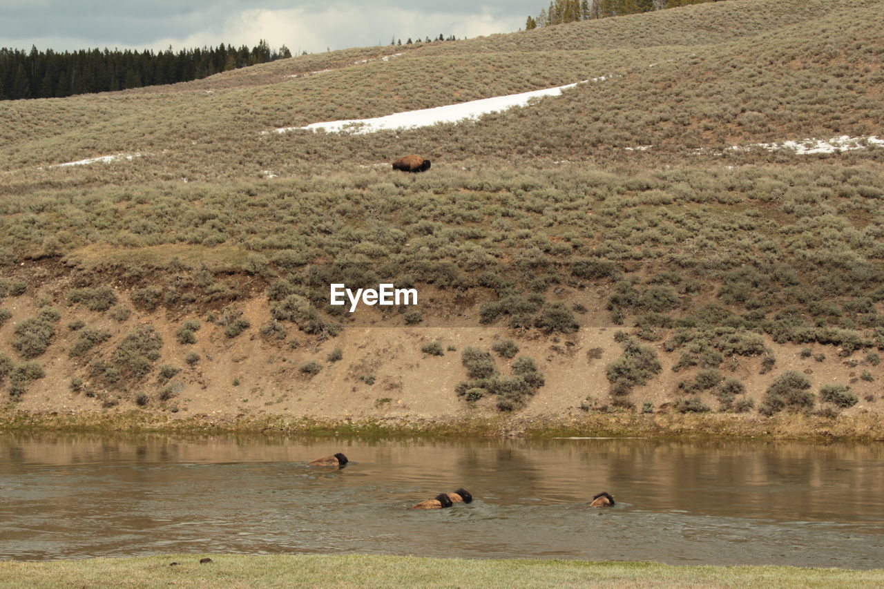 Bison crossing the yellowstone river on a sunny spring day.